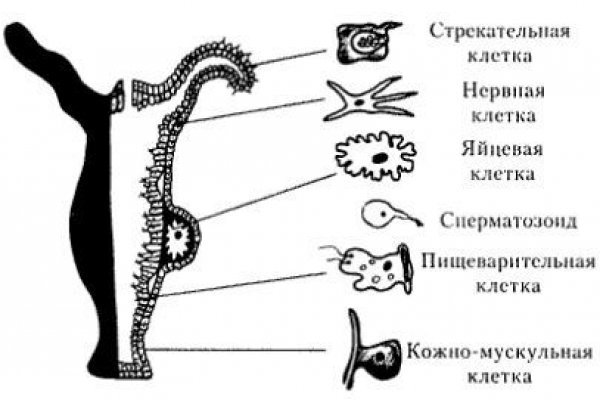 Как восстановить аккаунт кракен